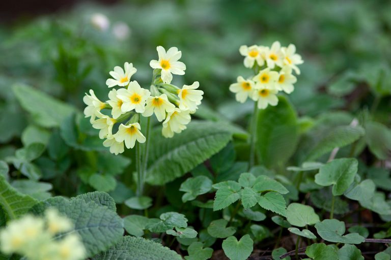 primula